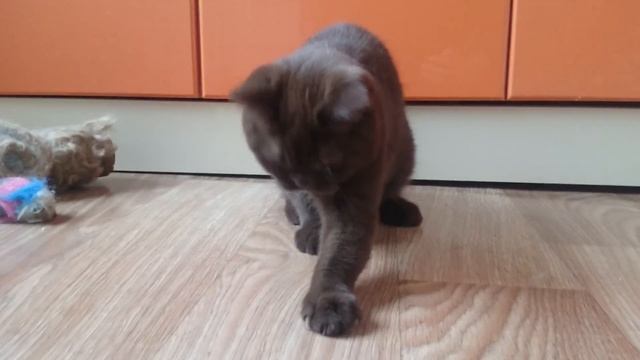 Altangera ru британская коротко шерстная кошечка шоколадного окраса Ростов-на-дону смотреть онлайн