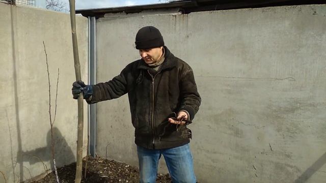 Павловния смотреть онлайн