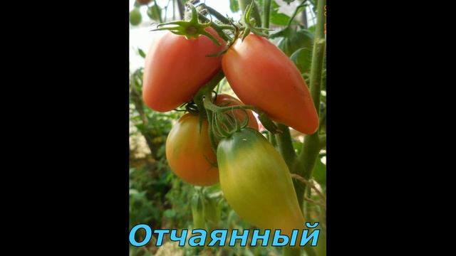 Сливо- и перцевидные сорта томатов из моей коллекции смотреть онлайн