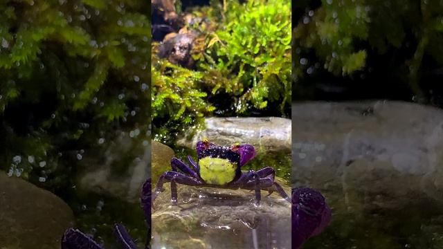 Видео краба вампира на рутуб