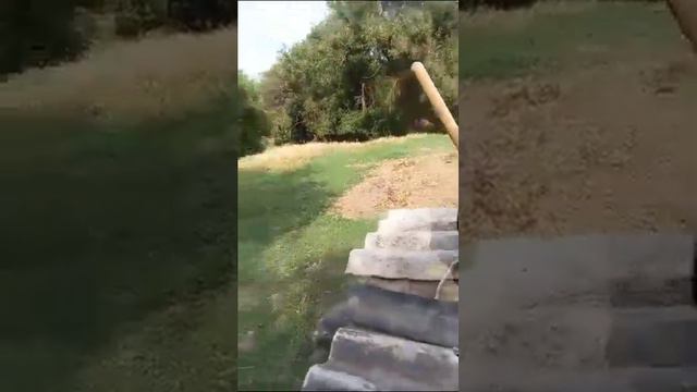 Орел степной , вырастили дома #орел #животные #мир смотреть онлайн