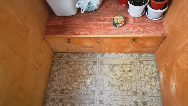 Голуби. Птенцы на балконе 25.02.2023 смотреть онлайн