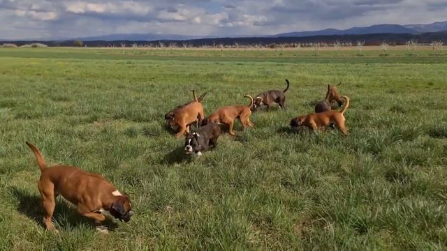 НЕМЕЦКИЙ БОКСЁР. Плюсы и минусы породы боксер | German boxer смотреть онлайн