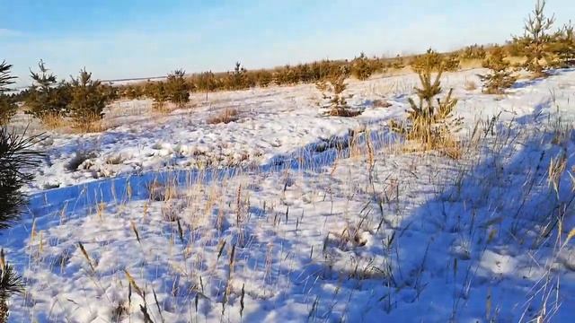 05.03.2019. КАС 81 Весенняя заготовка сосновых почек для приготовления эффективного средства смотреть онлайн