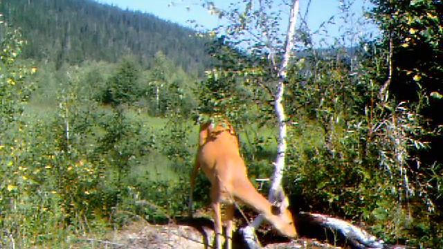 Косуля 7 смотреть онлайн