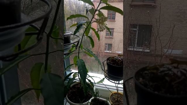Комнатные цветы.Хойя "Мультифлора".Особенности посадки,роста растения. смотреть онлайн