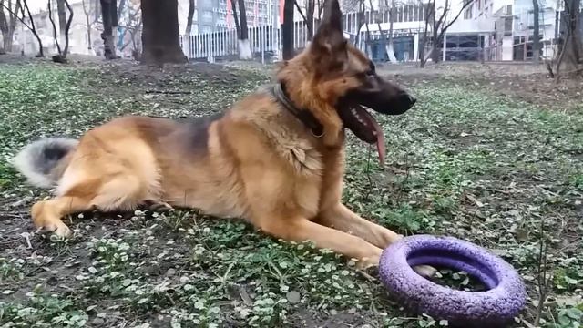 ОВЧАРКА ПОСЛЕ ПРОГУЛКИ. German Shepherd tiered. Уставшая немецкая овчарка. смотреть онлайн