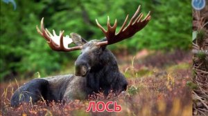 Учим названия и голоса животных - домашние, в лесу, дикие. Развивалки для малышей.