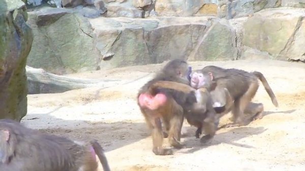 Baboons Pavian Aggressive Behavior Affen Verhalten