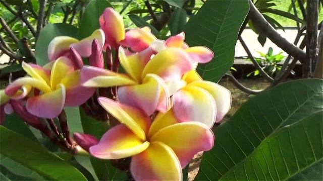 El proyecto PASSIONE PLUMERIA de Matteo Paiano 💚 #plumerimax #plumeria #plumerias смотреть онлайн