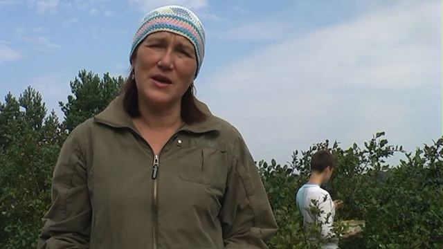 Сколько голубики можно собрать с одного куста смотреть онлайн