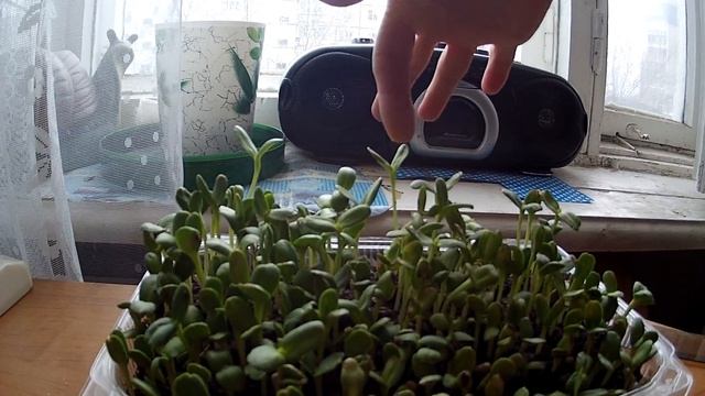 Отчет №2, живая вода, Подсолнух смотреть онлайн