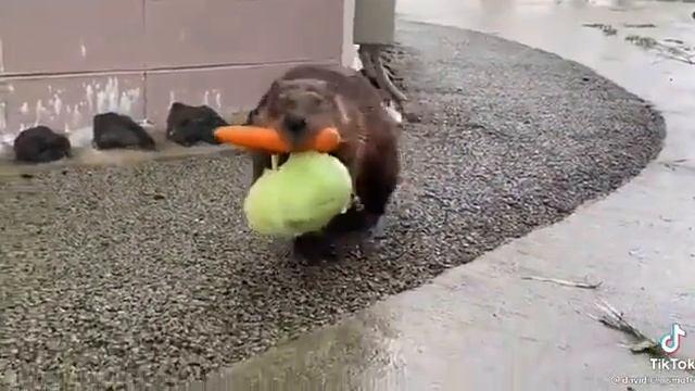 ну очень жадный и хитрый бобёр, который своровал капусту и морковьковь