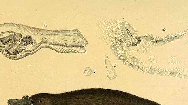 Утконос - очень странное животное