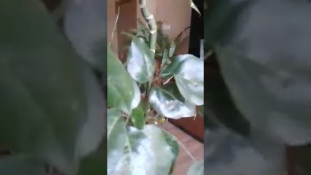 Пахира. Осмотр пахиры купленной в магазине 3 года назад смотреть онлайн