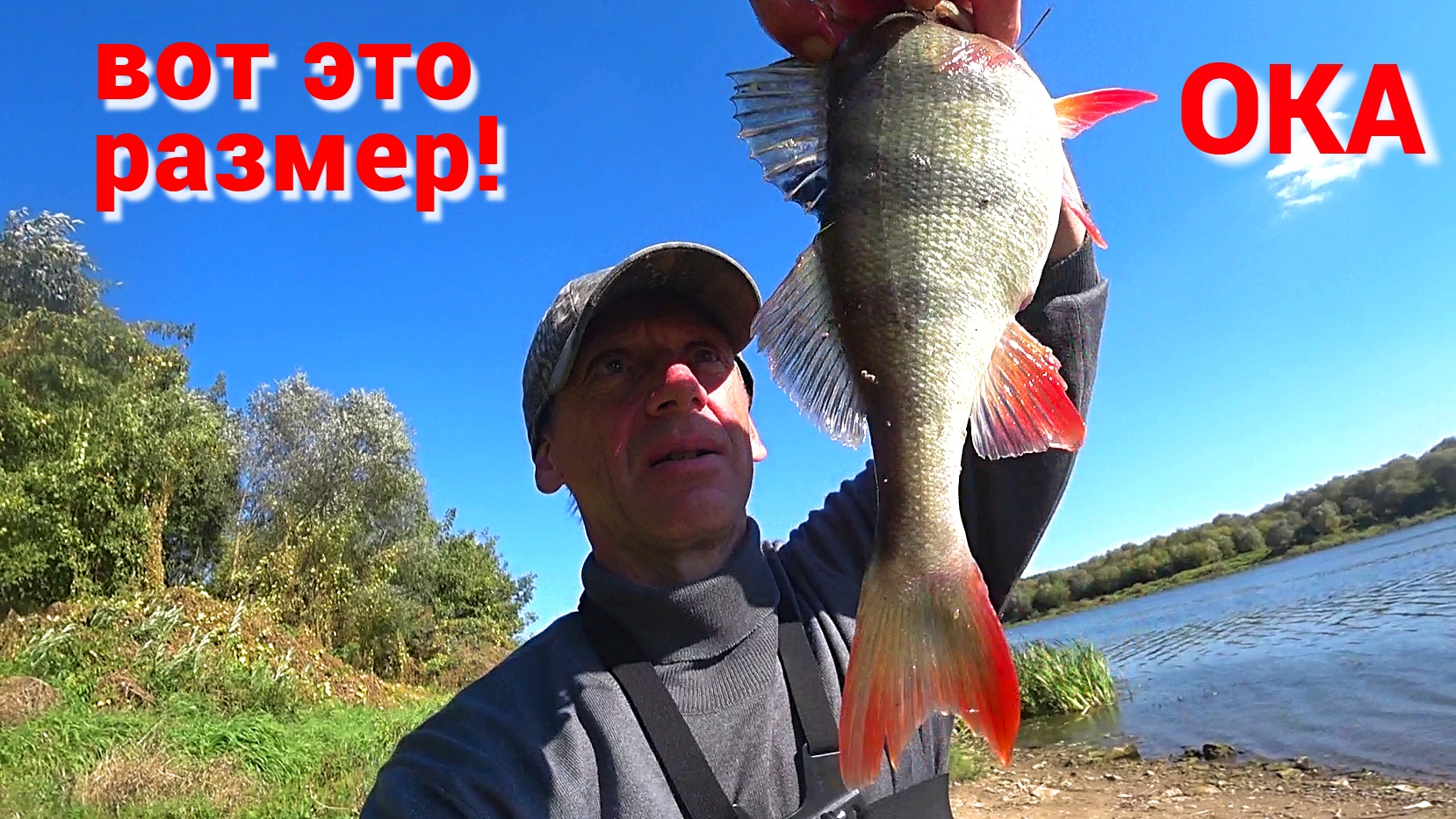 КРУПНЫЙ ОКУНЬ. НОВЫЕ МЕСТА. Рыбалка на СПИННИНГ на ОКЕ в конце сентября. смотреть онлайн