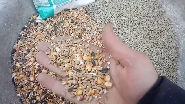 Ломан-вайт,Ломан-браун,годівля курей?? смотреть онлайн