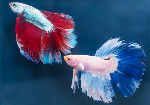 Аквариум для начинающих Рыба Петушок Уход содержание состав воды жесткость