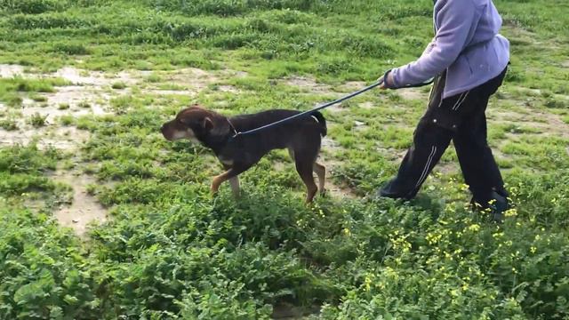 Doris mum sharpei 22 December 2019 смотреть онлайн