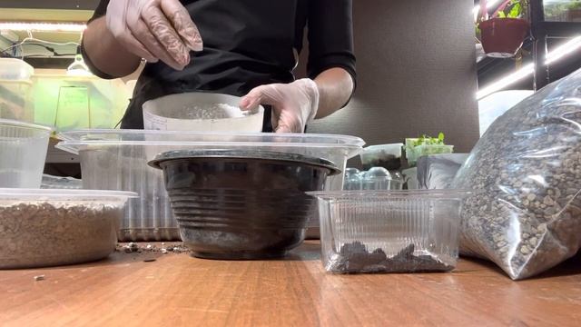 Грунт для суккулентов. Flo смотреть онлайн