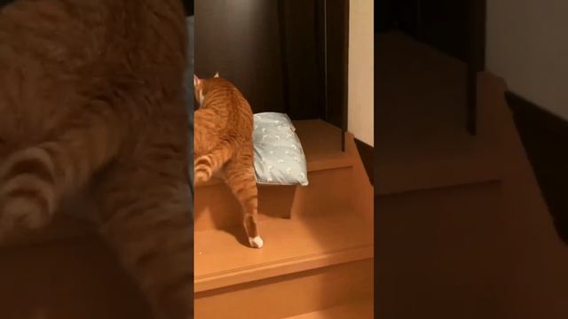 Кто куда, а я спать😴 смотреть онлайн