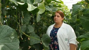 Суперурожайный огурец «Луховицкий» F1 компании «Гавриш»