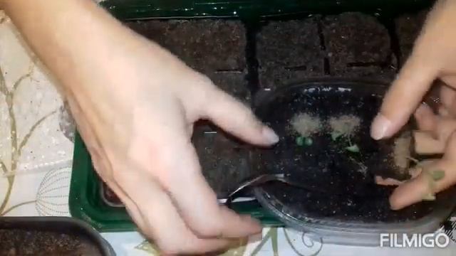 от А до Я шалфей лекарственный и мускатный / от посева семян до сбора урожая смотреть онлайн