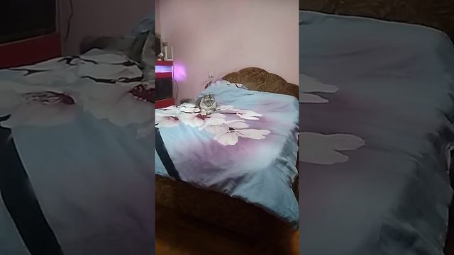 Кошка на кровати играет с лучиком 1 смотреть онлайн