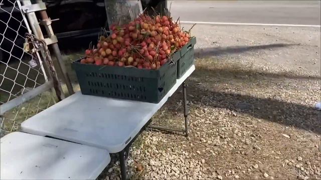 Aroid Shopping/ Garden Tour/ Nursery Tour -Homestead Trip смотреть онлайн