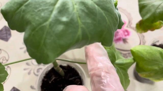 Формируем компактный и лохматый куст пеларгонии на стадии черенкования смотреть онлайн