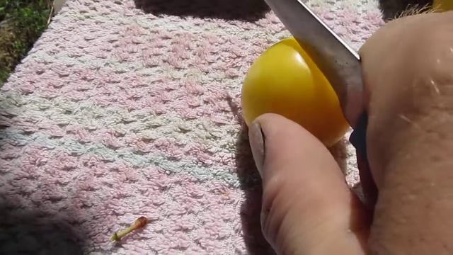 Алыча Солнечный зайчик смотреть онлайн