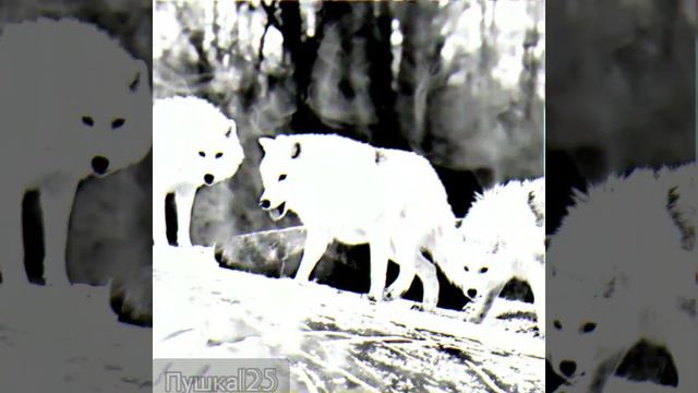 Лёша Стелит, Andery Toronto - Стая смотреть онлайн