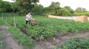 Как просто окучить картофель | самодельный дисковый окучник  | НЕВА МБ-2