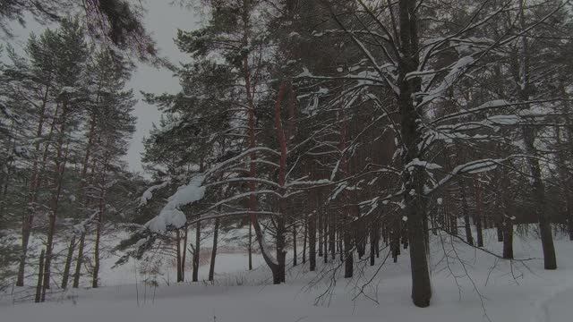Заснеженный лес. ч.10. Январь 2024 смотреть онлайн