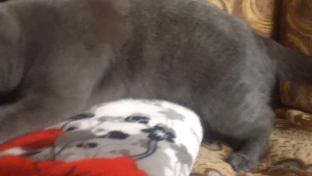 Как кайфует кошка! смотреть онлайн