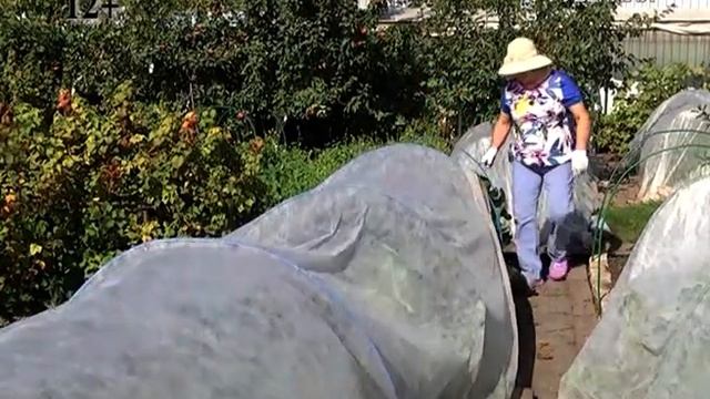 Как правильно собирать корнеплоды. Дачные советы