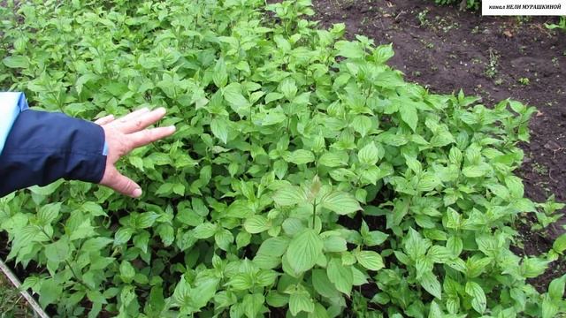 СВЕДИНА - "диверсант" в среде КИЗИЛОВ. В чём различия и как её можно использовать? смотреть онлайн