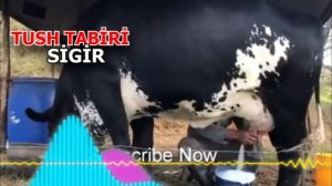 sigir tushda - tushda sigir ko'rsa nima bo`ladi - Тушда сигир куриш