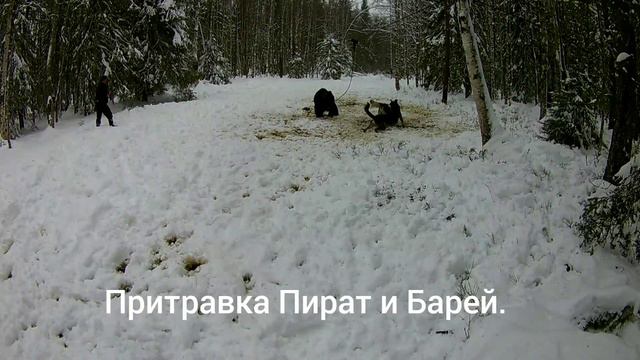 Работа по медведю. ВСЛ.