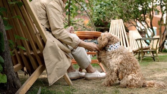 Golden Retrievers vs Poodles: Which is Better? смотреть онлайн