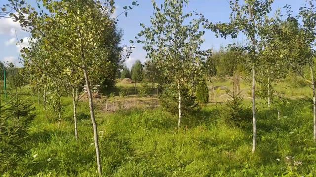 Мой Образ Будущего. Валентина Догадаева (г. Вологда), август 2024