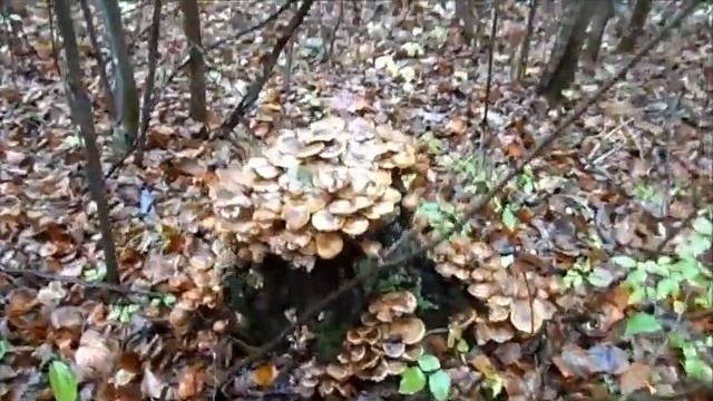 выходной на каме смотреть онлайн