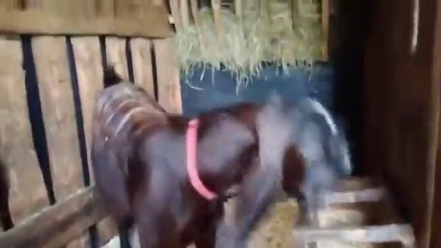 Дамасская коза Шами смотреть онлайн