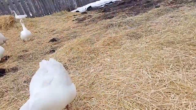 загадка дня! чего ждать... смотреть онлайн