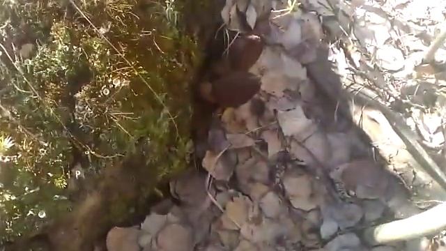 Сбор сморчка конического в Подмосковье смотреть онлайн