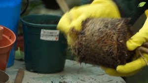 Советы по выращиванию камелий от эксперта