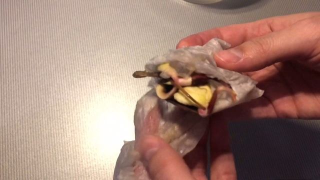 Как вырастить манго из косточки в домашних условиях смотреть онлайн