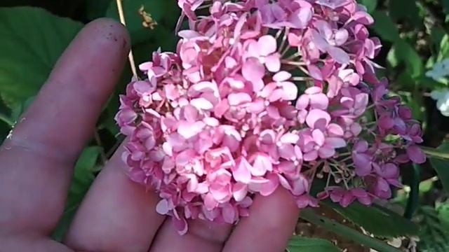 Гортензия древовидная Кандибелль Баблгам (Candybelle Bubblegum)