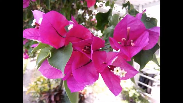 LA PUERTA DE ALCALA FULL HD смотреть онлайн