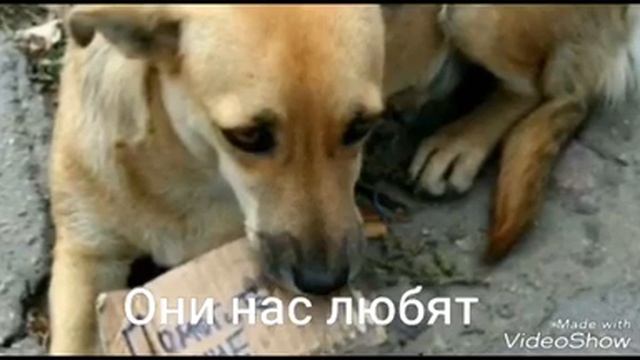 Социалтная реклама(про бездомных животных) смотреть онлайн